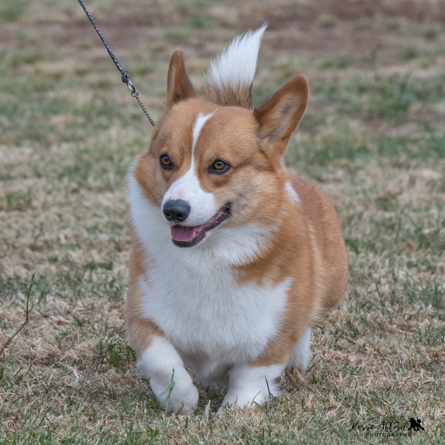 2021 Pt Pirie Shows Galleries Dogs