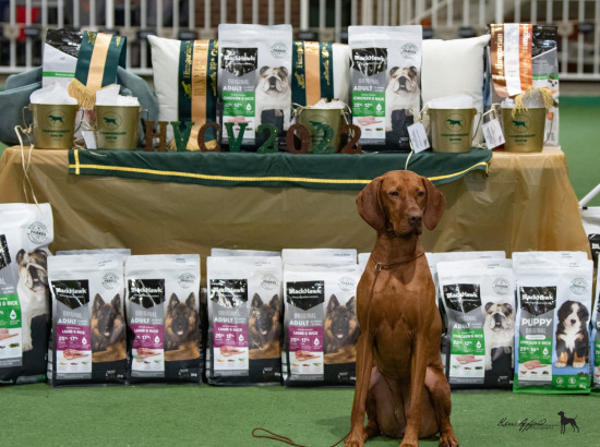 2022 Hungarian Vizsla Club Specialty