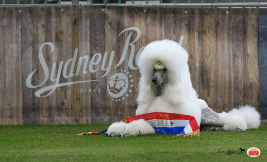 2023 Sydney Royal Show 