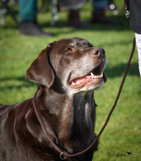 Labardor Nationals Dogs Vic