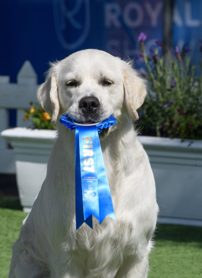 Melbourne Royal Show Committee Images 