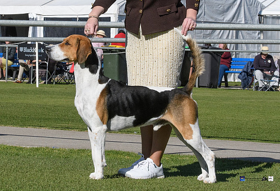 Fox Hounds 